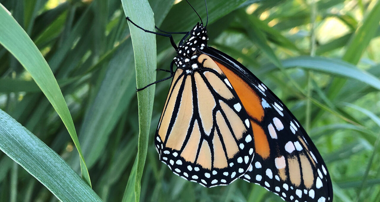 Monarch butterfly