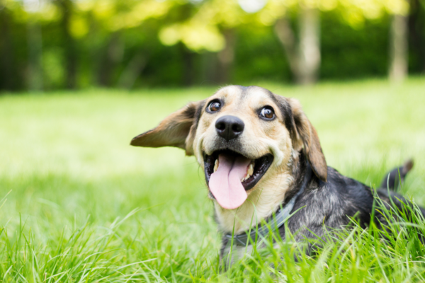 Animal Welfare Special Resized