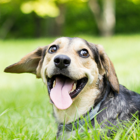 Animal welfare square